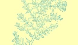 2019 Flyer poster A5_kleur_02