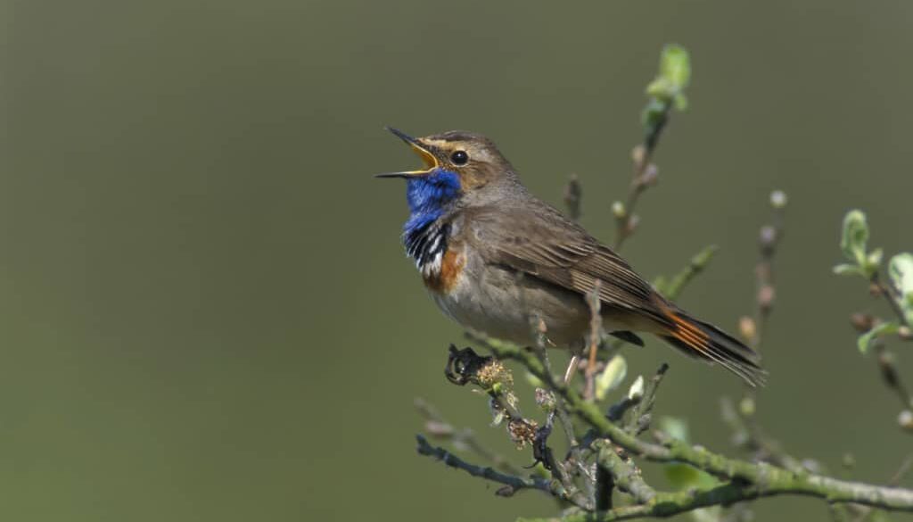blauwborst zingend PF_1998_1475_01