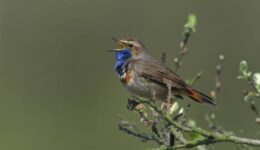 blauwborst zingend PF_1998_1475_01