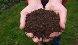 compost (Foto Pixabay)