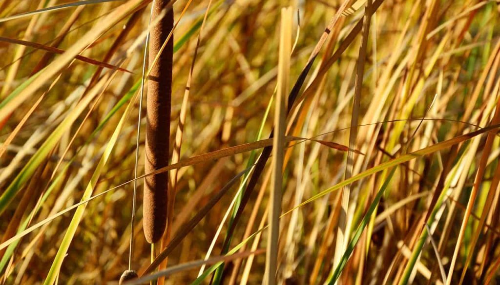riet (Foto Pixabay)