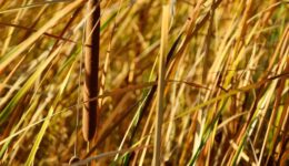 riet (Foto Pixabay)