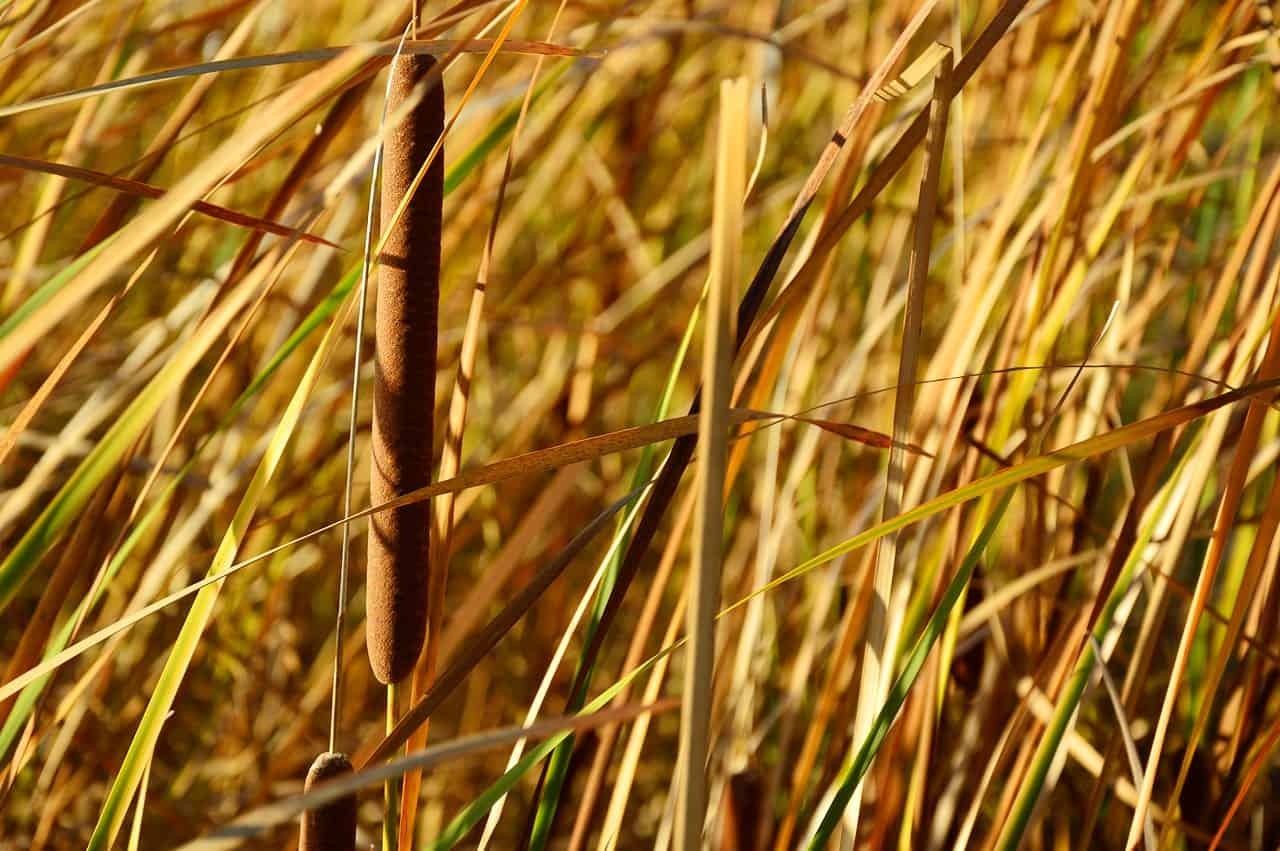 riet (Foto Pixabay)