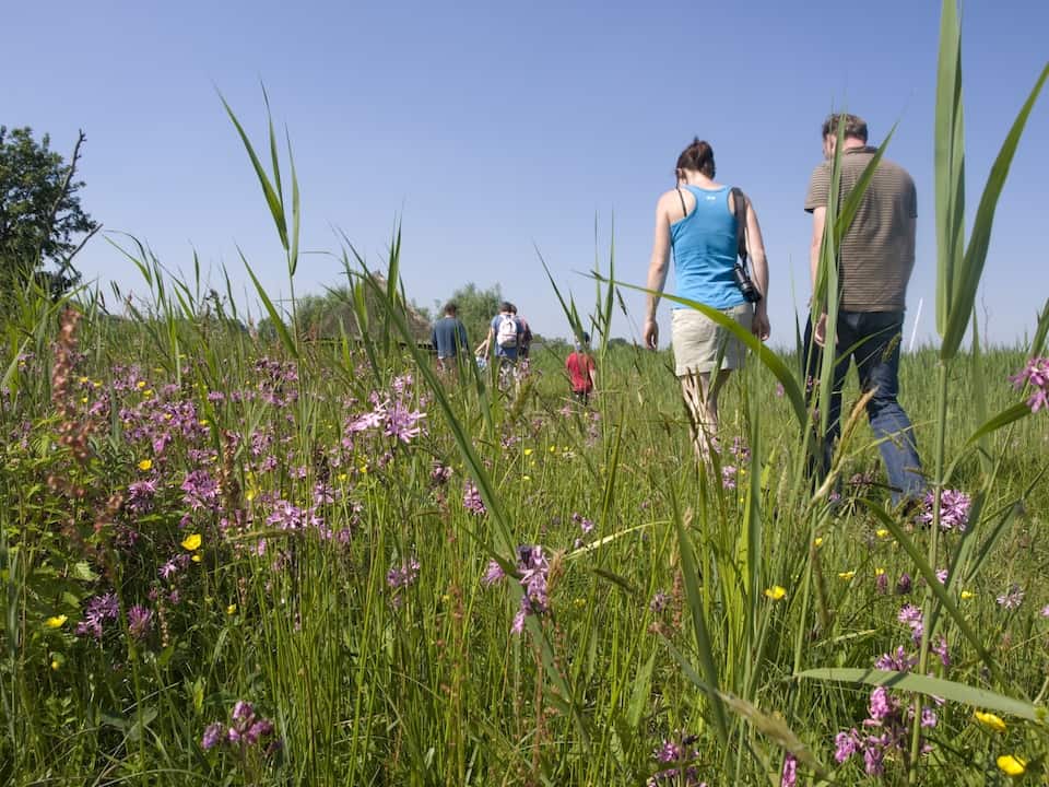 Echte koekoeksbloem