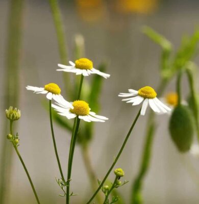 juni (Foto Pixabay)