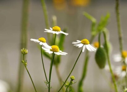 juni (Foto Pixabay)