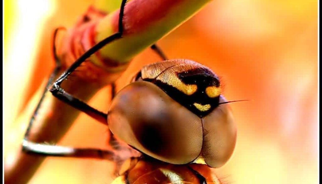 libelle