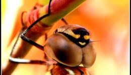 libelle