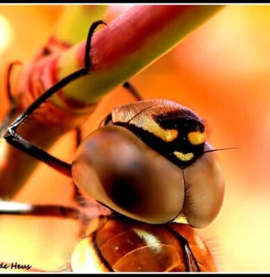 libelle