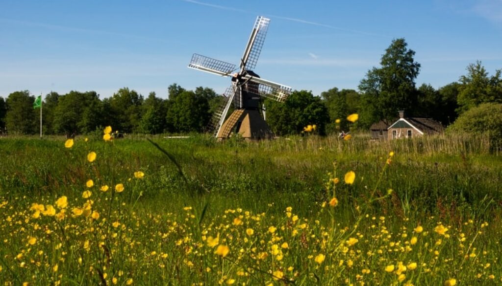 de wicher boterbloemen