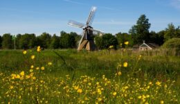 de wicher boterbloemen
