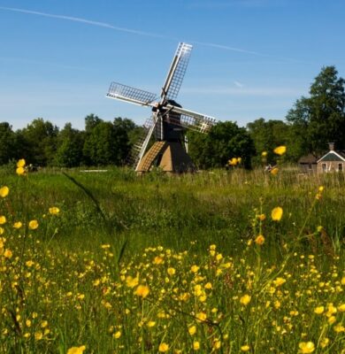 de wicher boterbloemen