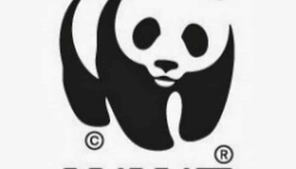 panda