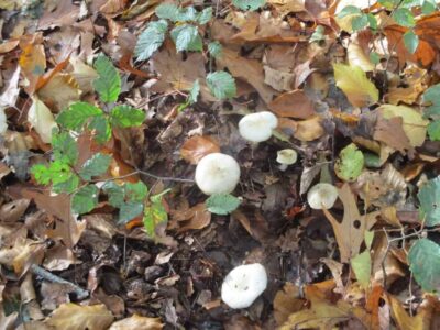011 Paddestoelenjacht-Jan-Nuis-2019