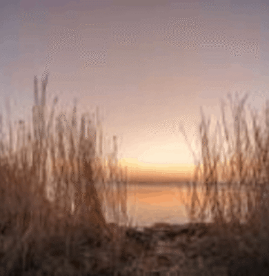 riet