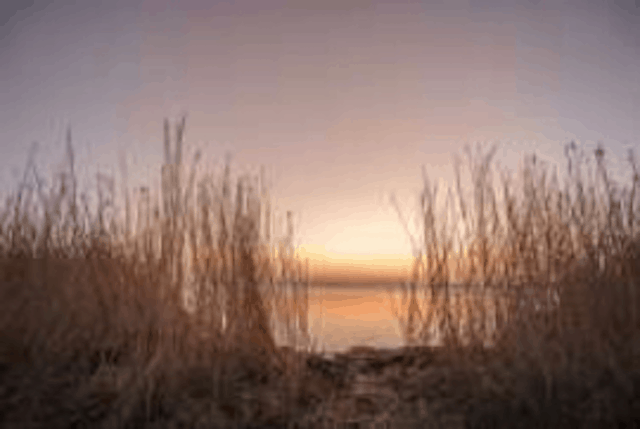 riet
