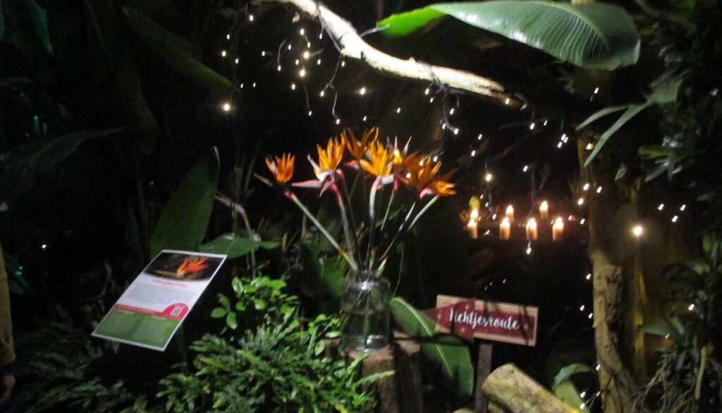 013 Orchideenhoeve-kerst-2019