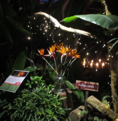 013 Orchideenhoeve-kerst-2019
