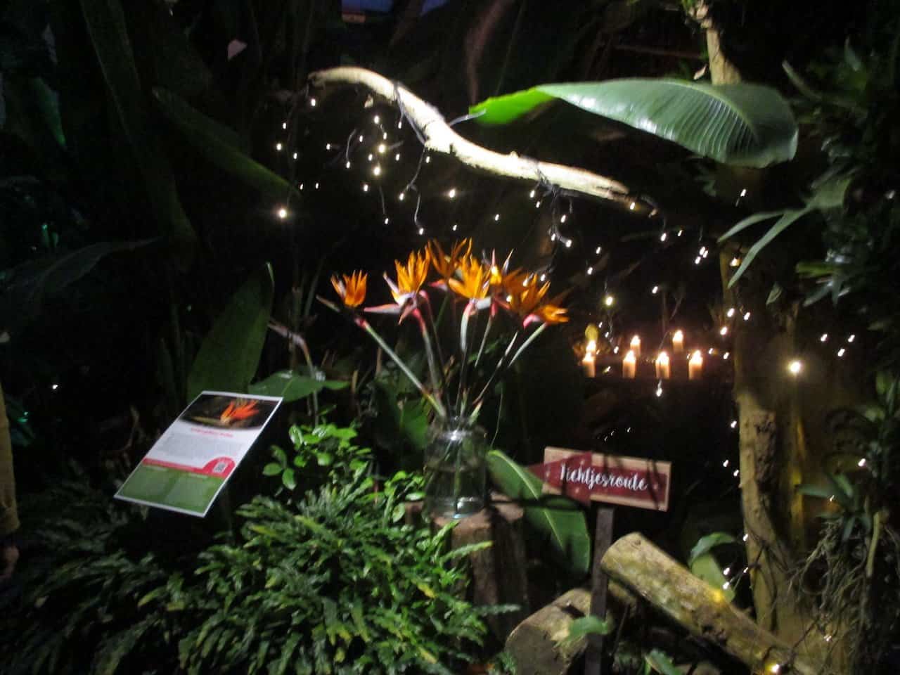 013 Orchideenhoeve-kerst-2019