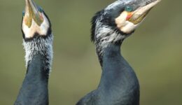 Aalschovers