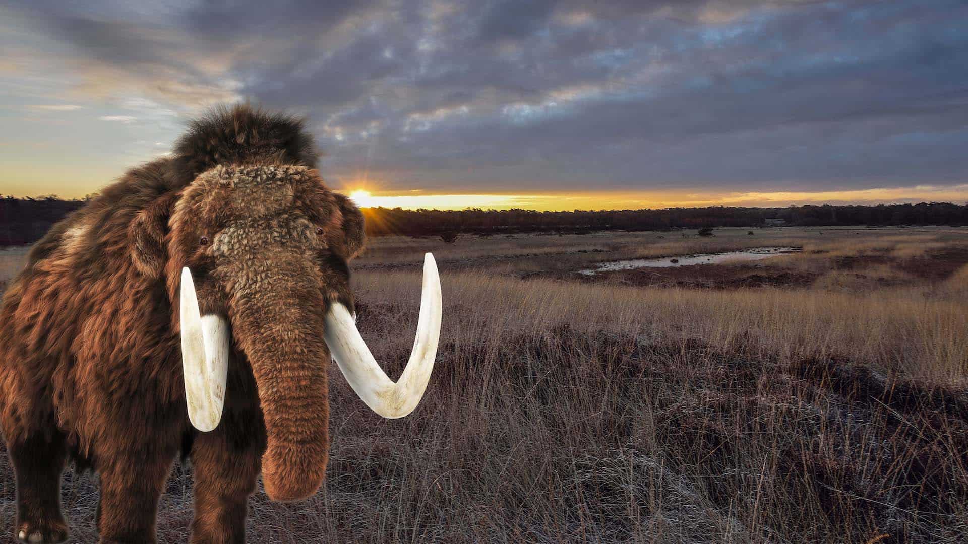 Mammoet-in-het-Holtingerveld