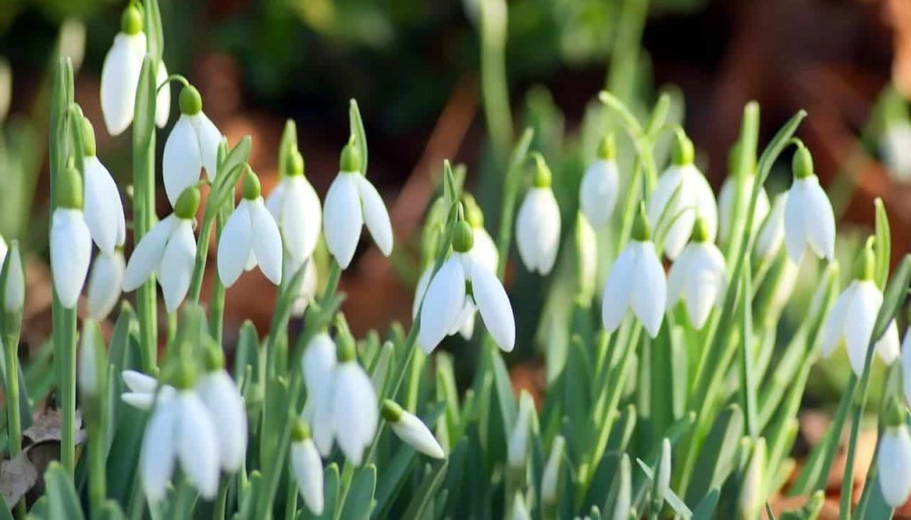 sneeuwklokjes (Foto Pixabay)