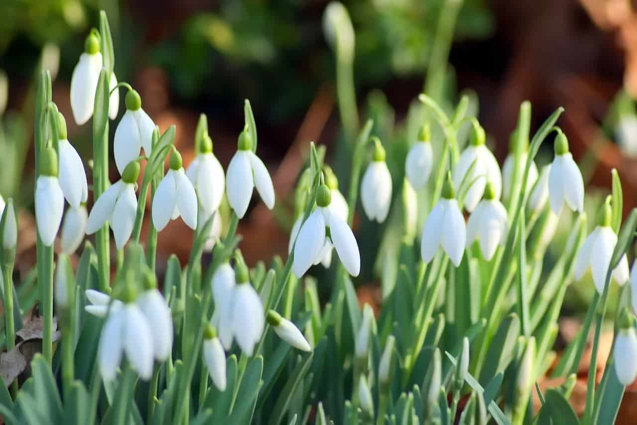 sneeuwklokjes (Foto Pixabay)