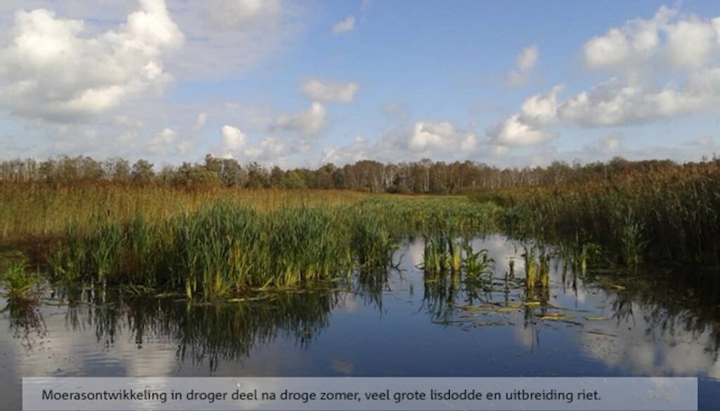 Moerasontwikkeling in droger deel na droge zomer, veel grote lisdodde en uitbreiding riet.