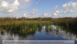 Moerasontwikkeling in droger deel na droge zomer, veel grote lisdodde en uitbreiding riet.