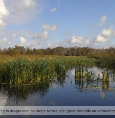 Moerasontwikkeling in droger deel na droge zomer, veel grote lisdodde en uitbreiding riet.