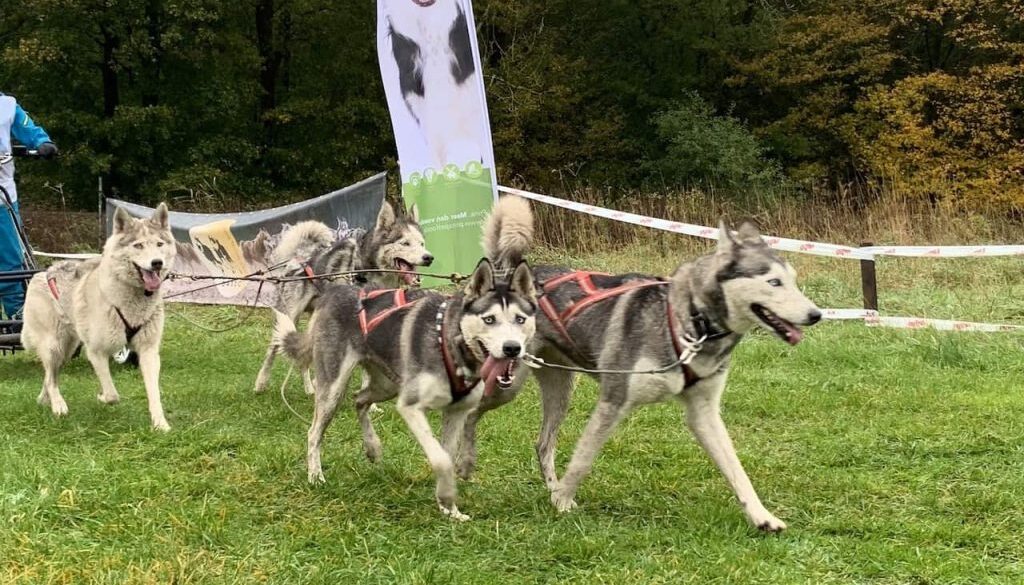 foto sledehonden