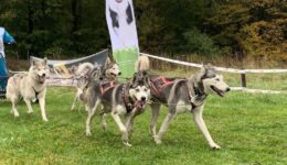 foto sledehonden
