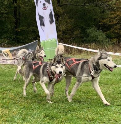 foto sledehonden