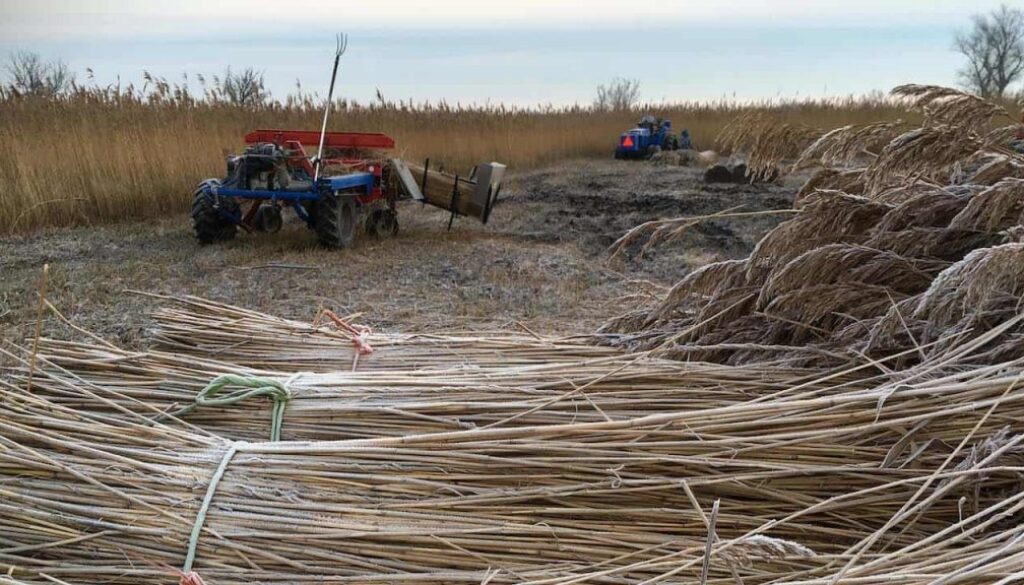 riet-1