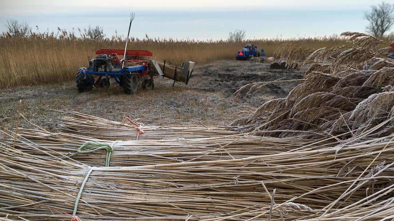 riet-1