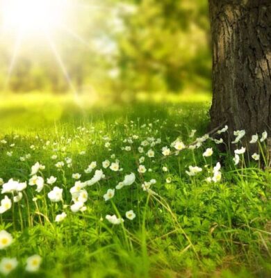 Lente