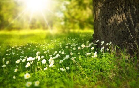 Lente
