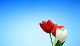 koningsdag 2020 (Foto Pixabay)