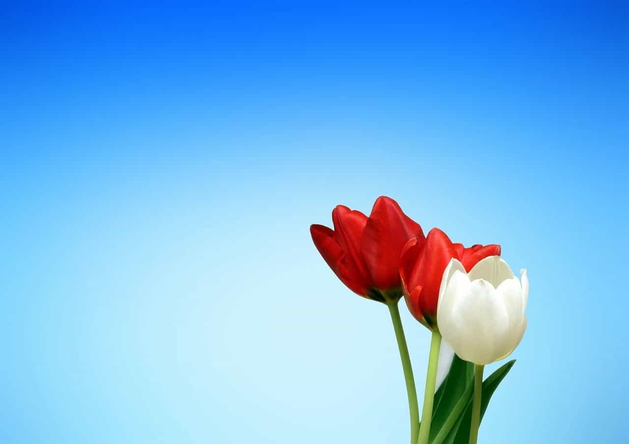 koningsdag 2020 (Foto Pixabay)
