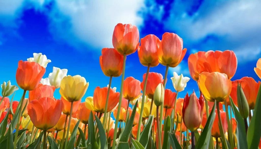 tulpen (Foto Pixabay)