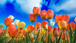 tulpen (Foto Pixabay)