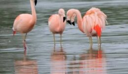 Flamingo-Zwolle---Angela-Nieuwveld-9-