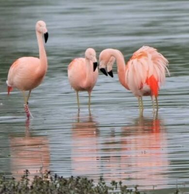 Flamingo-Zwolle---Angela-Nieuwveld-9-