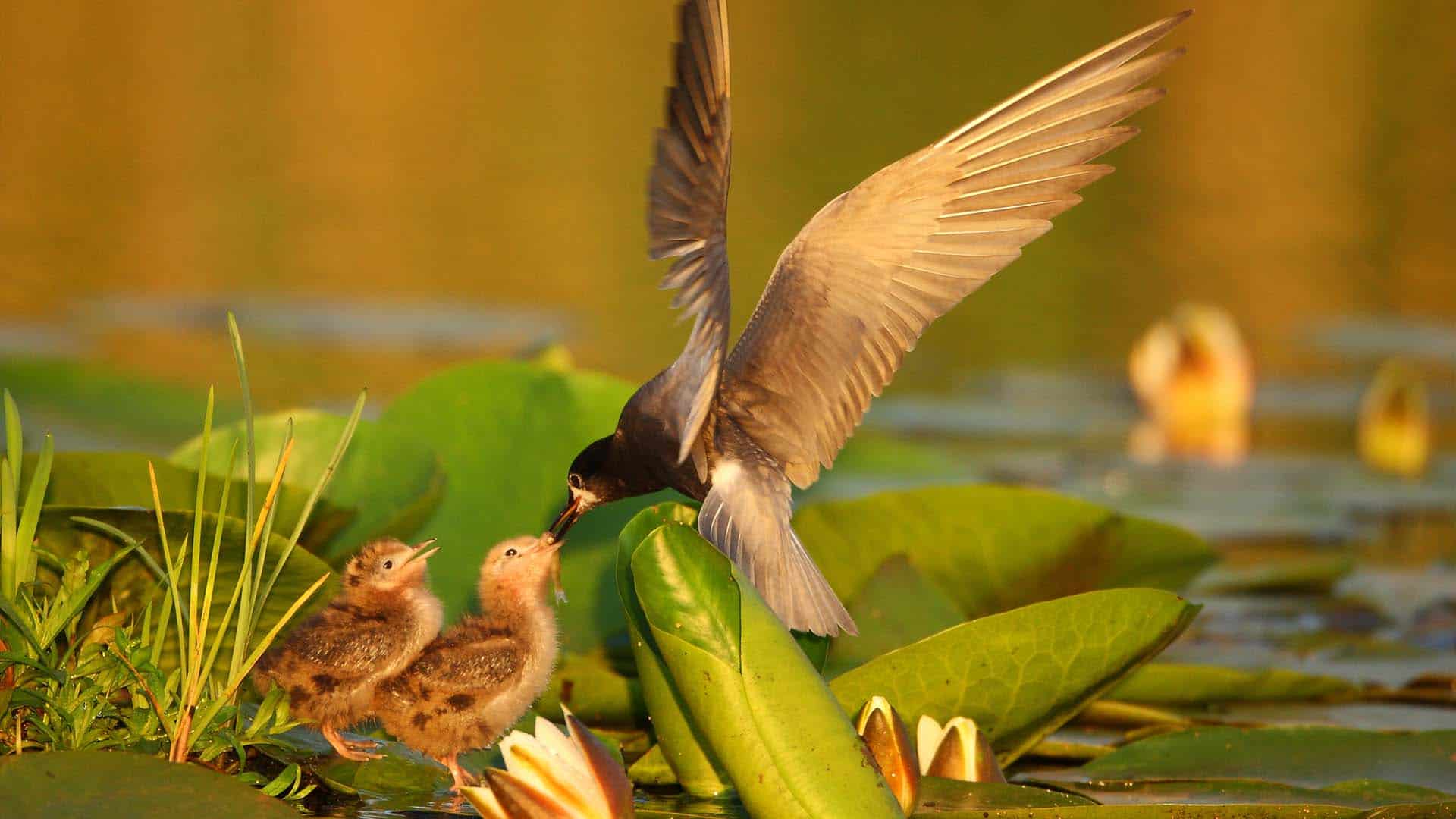 zwarte stern met jongen, foto Natuurmonumenten