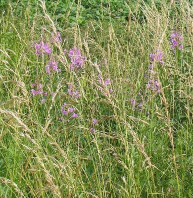 Natuurdoeltype uit de natuurdoeltypetypologie