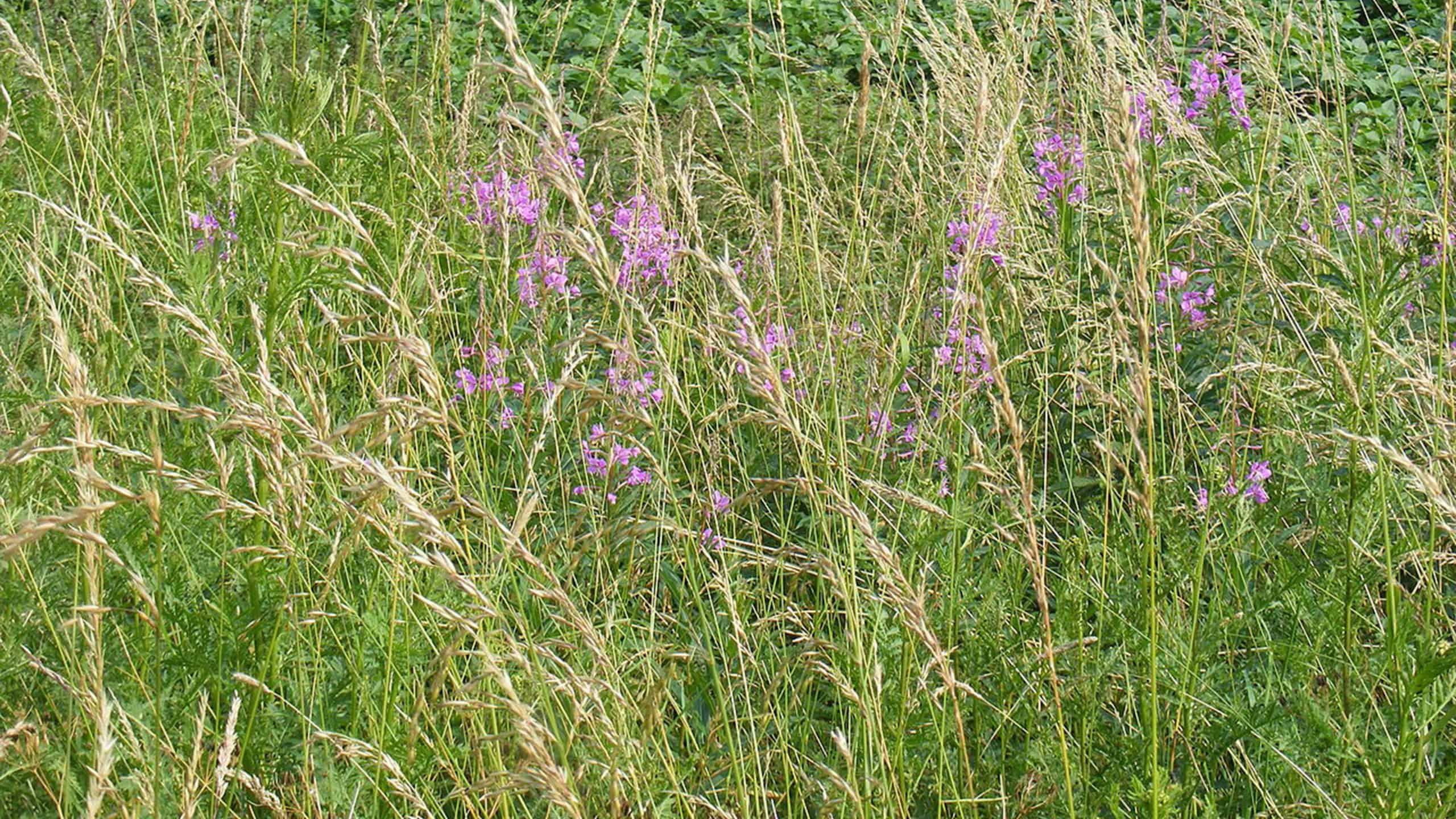 Natuurdoeltype uit de natuurdoeltypetypologie