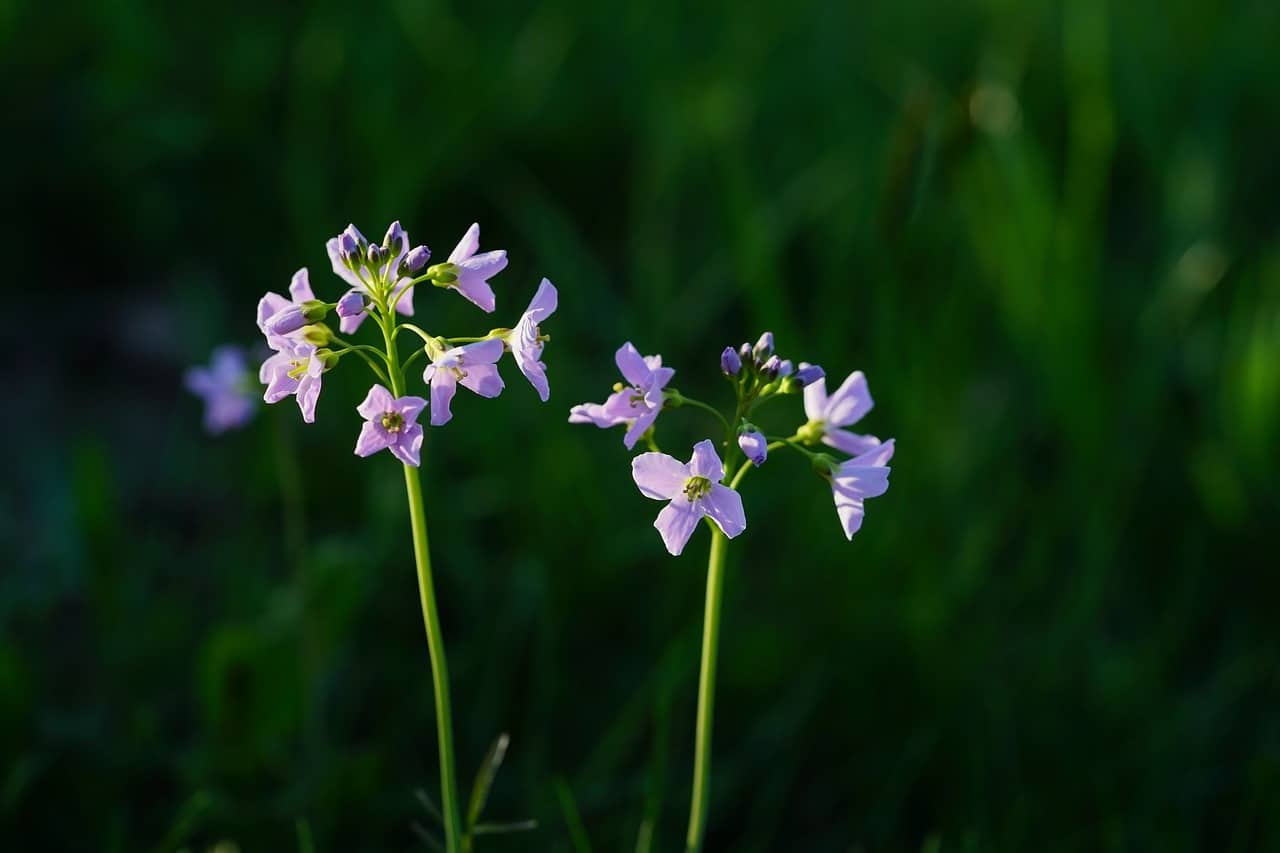 pinksterbloemen (Foto Pixabay)