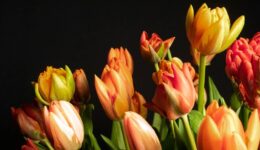 tulpen