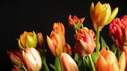 tulpen