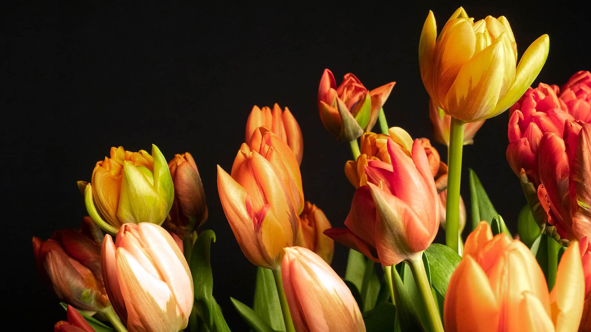 tulpen